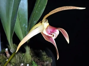 Bild von Bulbophyllum auriculatum garay 2